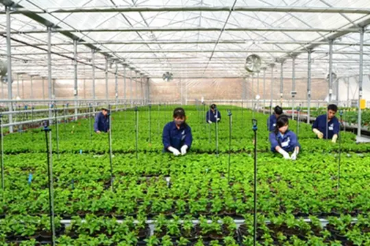 Tổ chức tuyển chọn bổ sung lao động đi làm việc thời vụ tại Hàn Quốc năm 2025